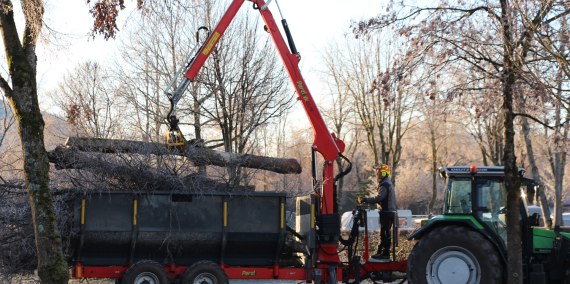 Bäume abtransportieren, © Chiemsee Camping Rödlgries